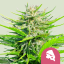 Royal Queen Seeds Semințe de canabis Royal Cheese - Feminizate rapid