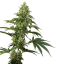 Sensi Seeds Semințe de canabis Cosmic Kiss® feminizate, 3-10 buc.