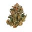 Royal Queen Seeds Seminte de canabis Royal Domina feminizate
