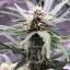 Blimburn Seeds Semințe de canabis Grizzly Purple Auto