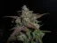 Fast Buds Sjemenke konoplje Limun AK Auto