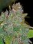 Fast Buds Biji Ganja Blue Dream Auto