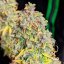 Royal Queen Seeds Seminte de canabis Royal Cheese Auto