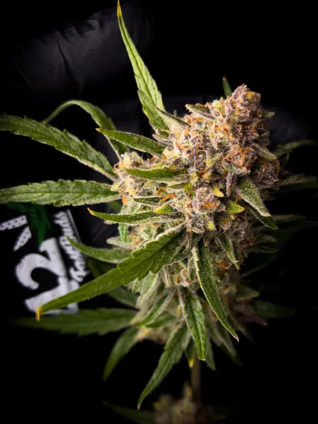 Fast Buds Sjemenke konoplje Guava Auto
