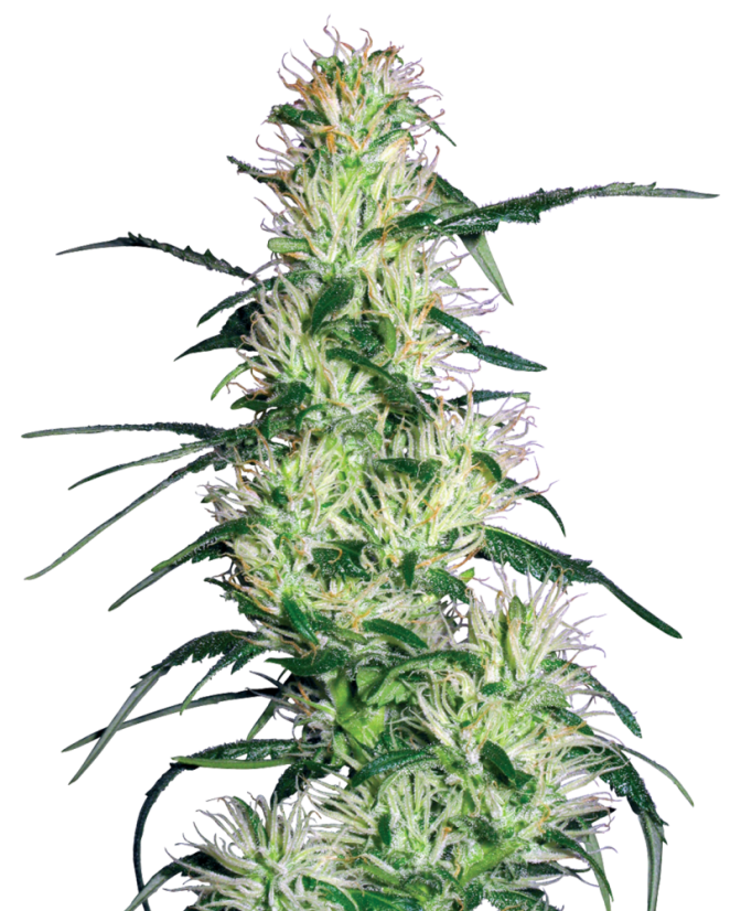 Sensi Seeds Semințe de canabis Purple Haze feminizate de White Label, 3-10 buc.