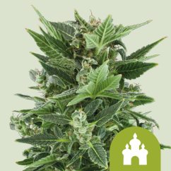 Royal Queen Seeds Sjemenke konoplje Royal Kush Auto