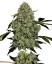 Sensi Seeds Seminte de canabis OG Kush Automatic feminizate de White Label, 3-10 buc