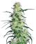 Sensi Seeds Semințe de canabis Purple Haze feminizate de White Label, 3-10 buc.
