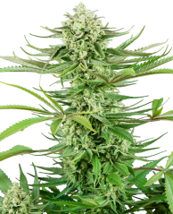 Sensi Seeds Seminte de canabis Cashew Kush feminizate, 3-10 buc