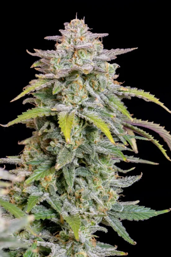 Fast Buds Semi di Cannabis Forbidden Runtz Auto