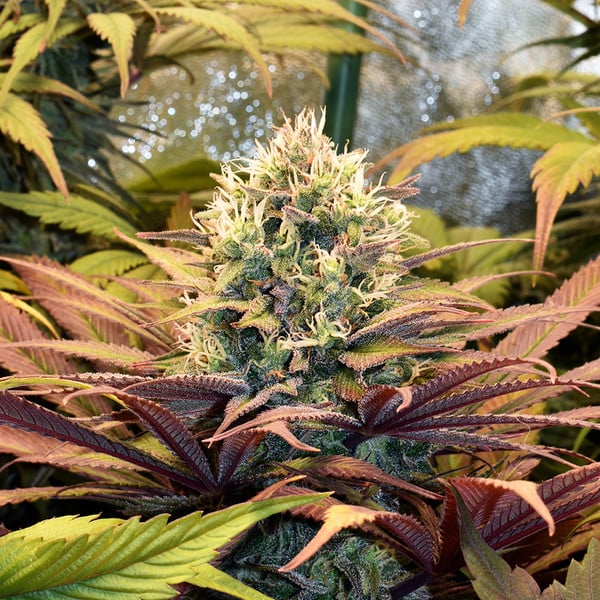 Royal Queen Seeds Seminte de canabis Pineapple Kush feminizate