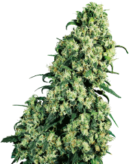 Sensi Seeds Cannabis Skunk #1® Régulier, 10 unités