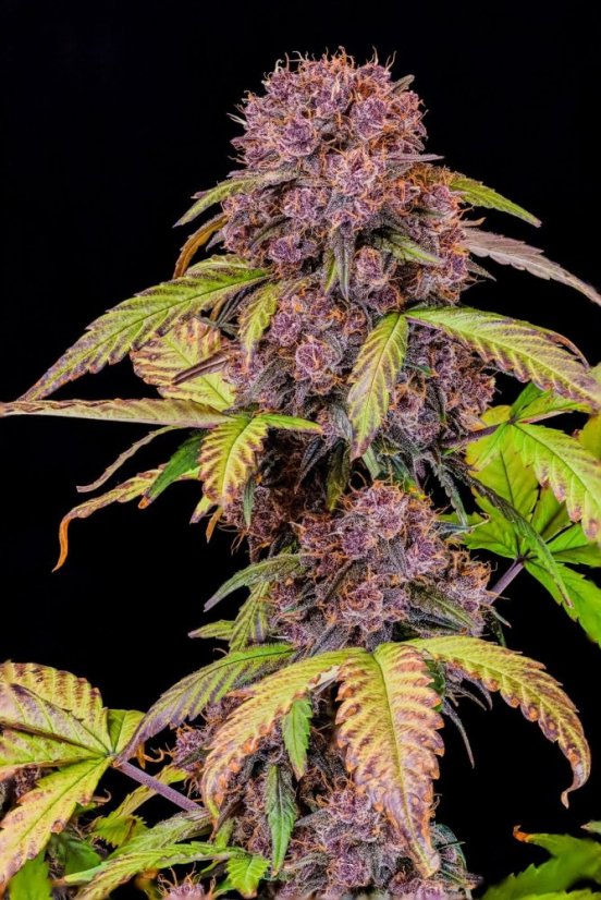 Fast Buds Cannabis Seeds Lemon Cherry Cookies Auto