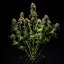 Royal Queen Seeds Semințe de canabis Purple Punch Auto