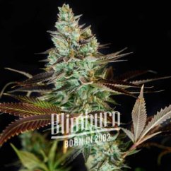 Blimburn Seeds Kanepiseemned Clementine Feminized