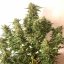Silent Seeds Seminte de canabis Moby Dick auto feminizate