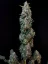 Fast Buds Sjemenke konoplje Sour Diesel Auto