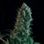 Royal Queen Seeds Cannabis Seeds Royal Medic Feminized (korkea CBD)