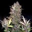Doctor´s Choice Seeds Purple Ryder Auto Feminizada