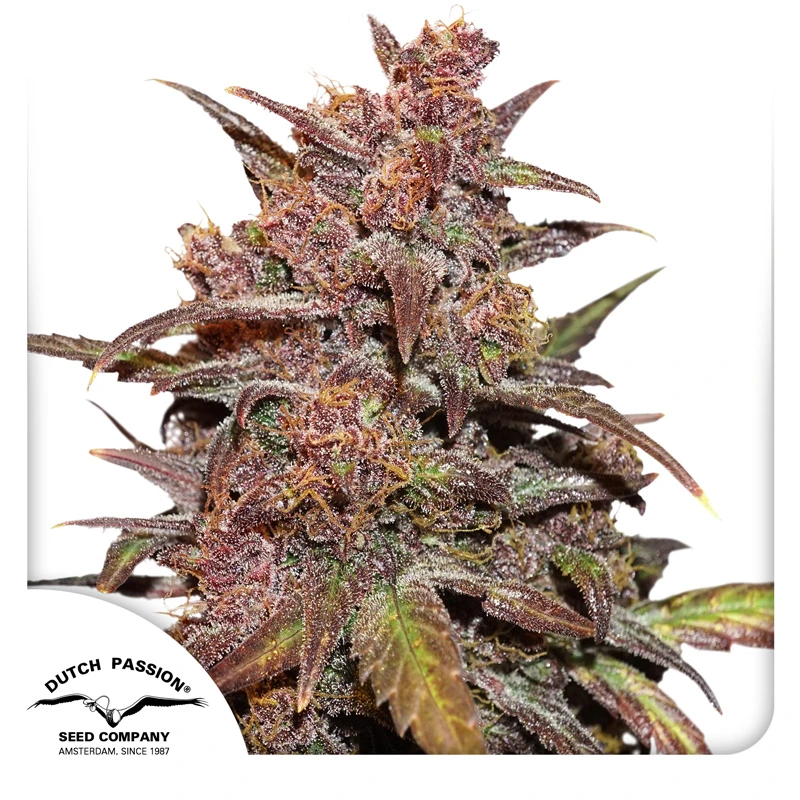 Dutch Passion Seminte de canabis CBD Auto Blackberry Kush® Autoflowering
