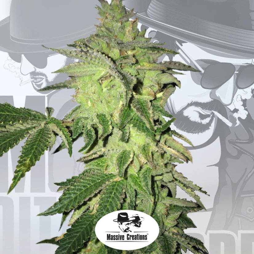 T.H.Seeds™ Seminte de canabis Shiloh Z, pachet 5+1, feminizate