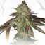 T.H.Seeds™ Seminte de canabis Limited Regular Edition Gelato 33 X Tort aniversar X SBC, pachet 11