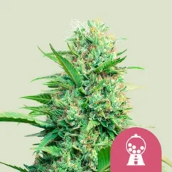 Royal Queen Seeds Seminte de canabis Pink Runtz feminizate
