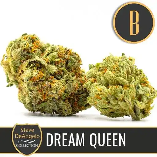 Blimburn Seeds Graines de cannabis Dream Queen par Steve DeAngelo's Féminisées