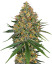 Sensi Seeds Seminte de canabis White Cheese feminizate de White Label, 3-10 buc