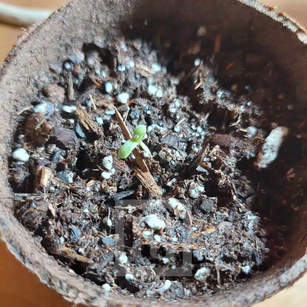 Blimburn Seeds Cannabis Seeds Mamba Negra CBD feminizált