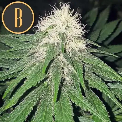 Blimburn Seeds Cannabis Seeds Chemdog #4 Nőiesített