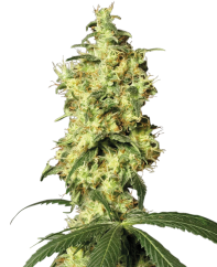 Sensi Seeds Kanepiseemned White Widow Automatic Feminized by White Label, 3-10 tk