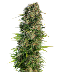 Sensi Seeds Semințe de canabis Hindu Kush Automatic® feminizate, 3-10 buc.
