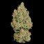 Royal Queen Seeds Seminte de canabis Royal Cookies Auto