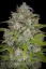 Fast Buds Sjemenke konoplje Orange Sherbet Auto