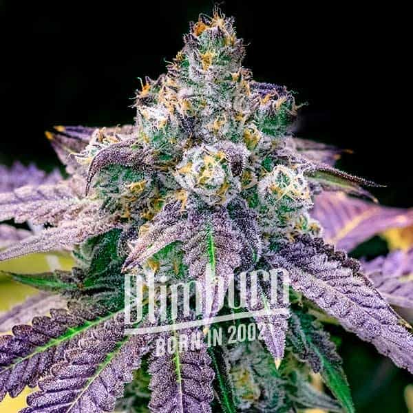 Blimburn Seeds Cannabis Seeds Fruity Pebbles Nőiesített