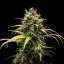 Royal Queen Seeds Seminte de canabis Triple G Auto