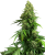 Sensi Seeds Cannabis Seeds Honey Melon Kush Automatic Feminized, 3-10 db
