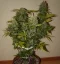 Fast Buds Sjemenke konoplje Grejp Auto