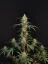 Fast Buds Sjemenke Kanabisa Chemdawg Auto
