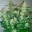 Silent Seeds Seminte de canabis clasice Critical Mango feminizate