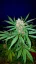 Fast Buds Sjemenke konoplje C4 Auto