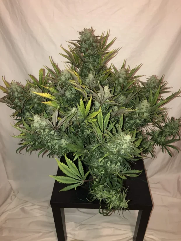Fast Buds Sjemenke konoplje Gorilla Auto