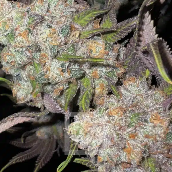 Blimburn Seeds Cannabis Seeds Cafe Racer Feminiseret