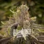 Blimburn Seeds Moteriškas kanapių sėklų nuolatinis žymeklis