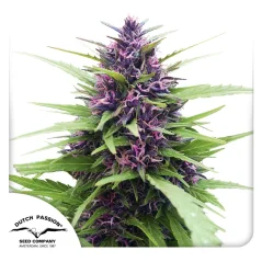Dutch Passion Seminte de canabis Shaman® feminizate