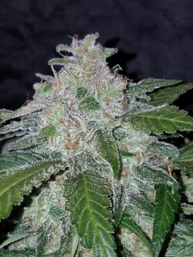 Fast Buds Sjemenke konoplje Tangie Auto
