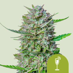 Royal Queen Seeds Sjemenke konoplje Mimosa Auto