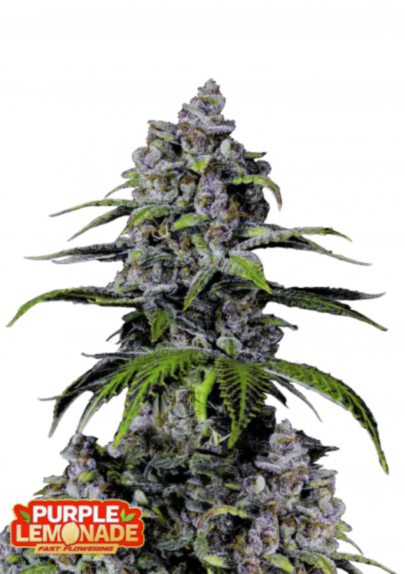 Fast Buds Sjemenke konoplje Purple Lemonade FF