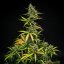 Royal Queen Seeds Seminte de canabis Mimosa Auto